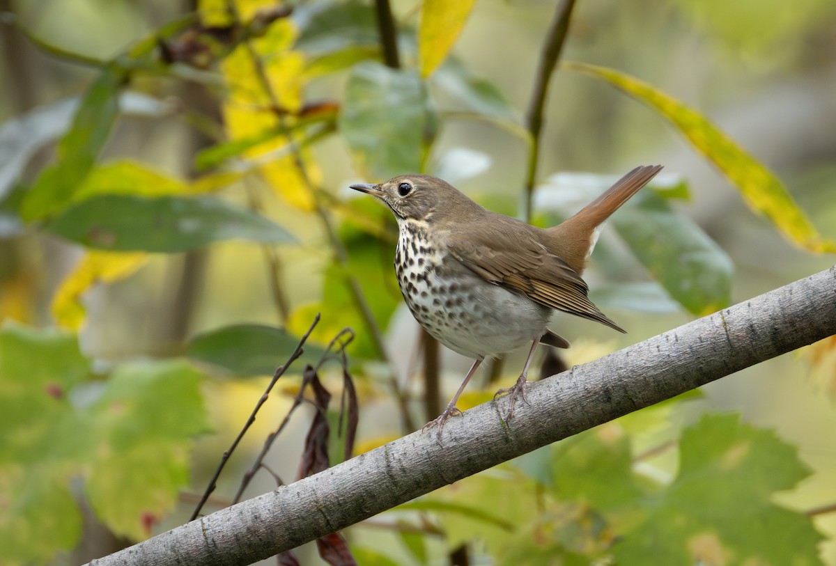 Hermit Thrush - ML645284467