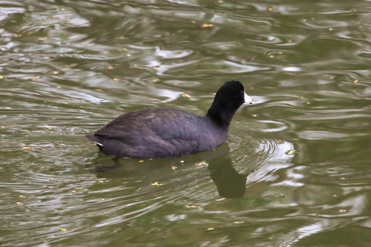 American Coot - ML645284468