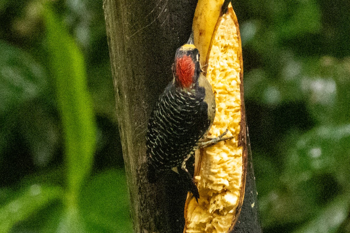 Black-cheeked Woodpecker - ML645284469