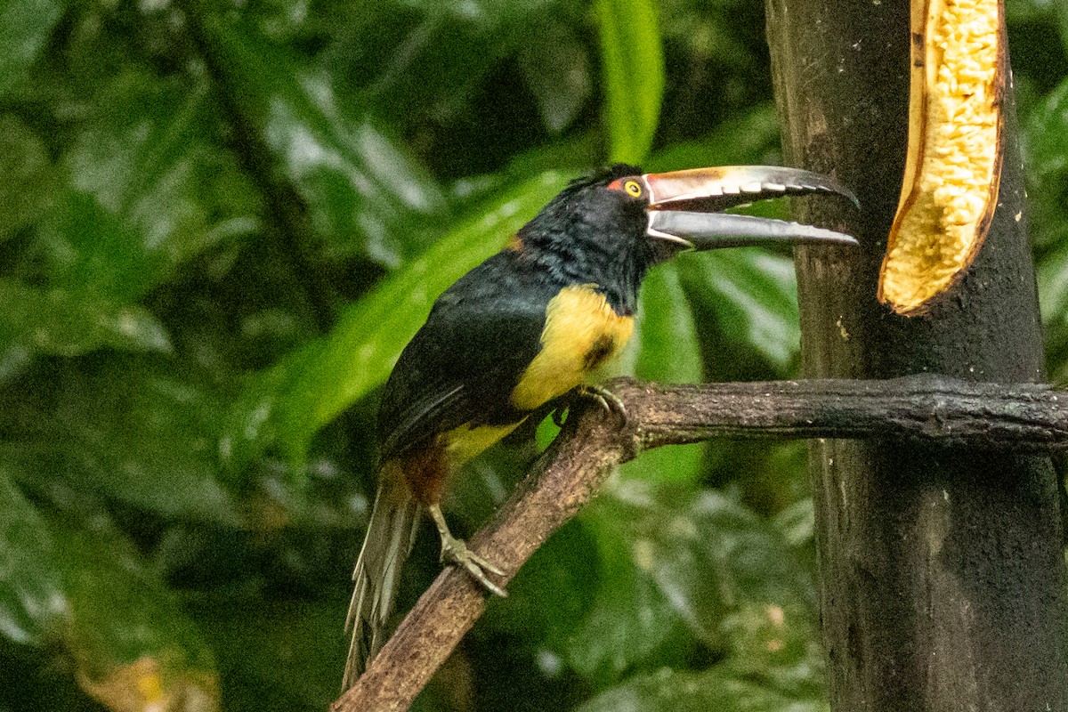 Collared Aracari - ML645284470