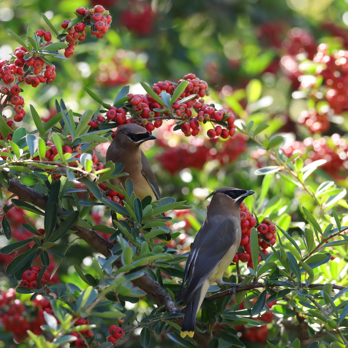 Cedar Waxwing - ML645284471