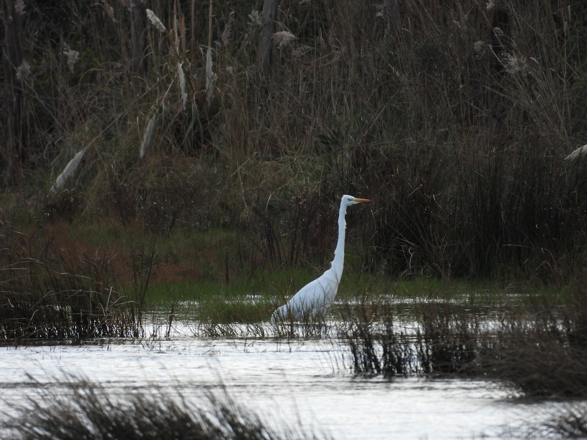 大白鷺 - ML645284472