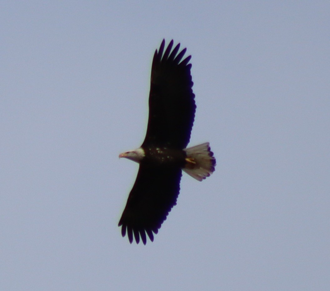 Bald Eagle - ML645284474