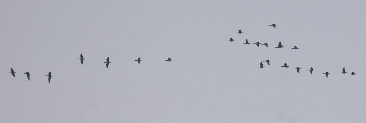 Barnacle Goose - ML645284476