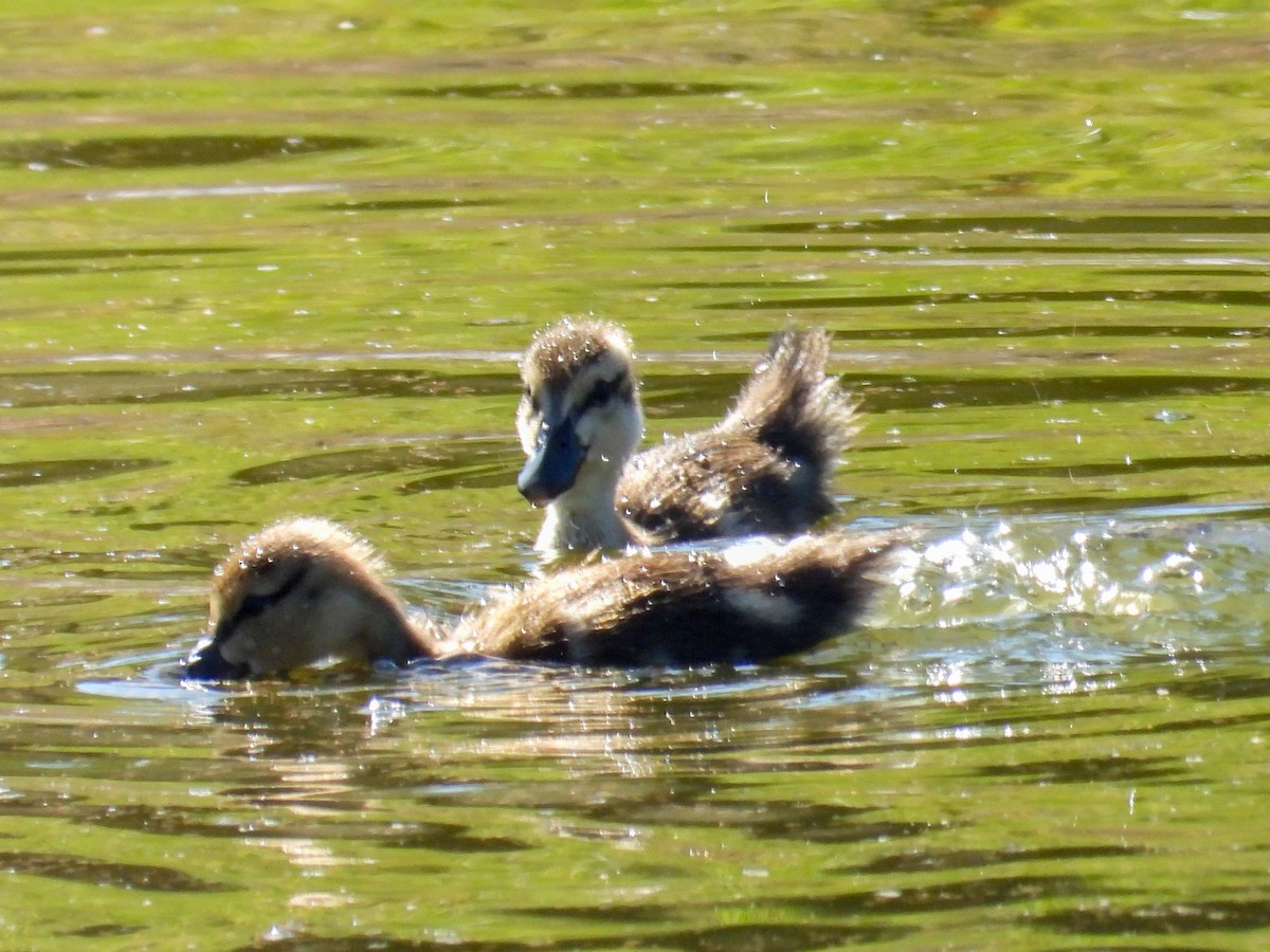 Mallard x Mottled Duck (hybrid) - ML645284478