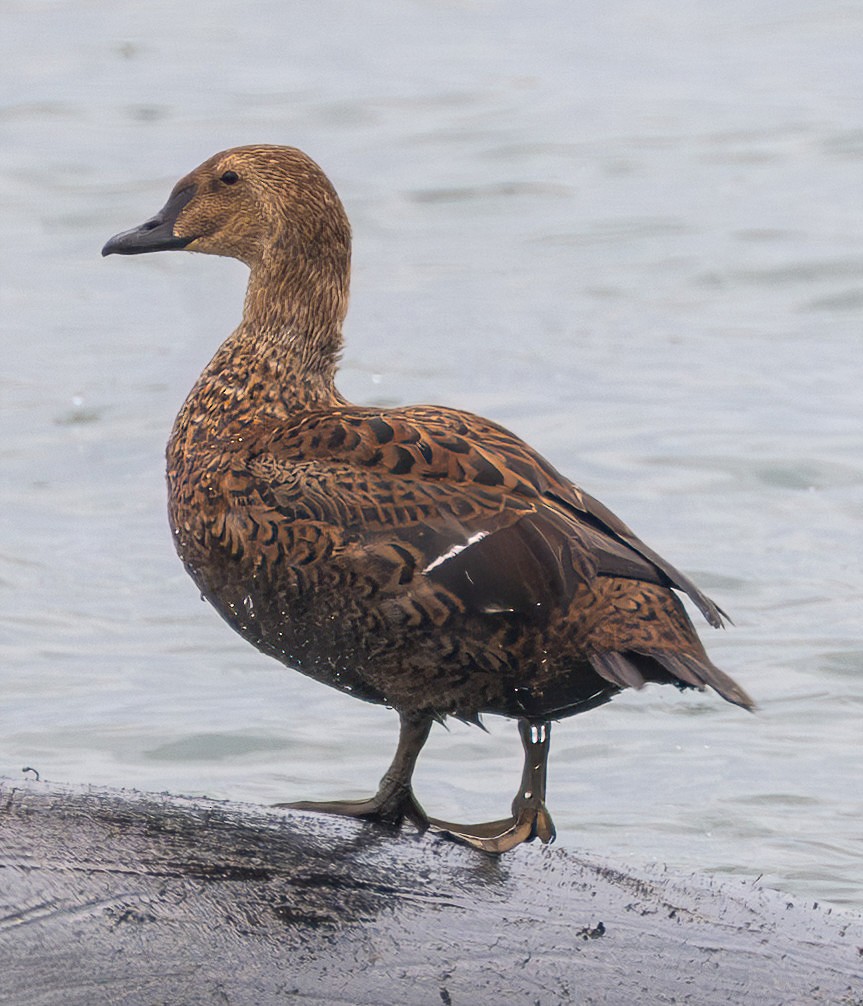King Eider - ML645284479