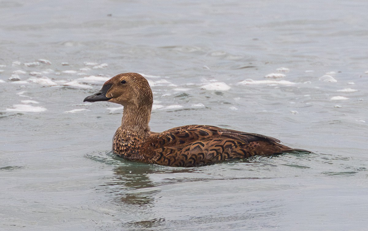 King Eider - ML645284480
