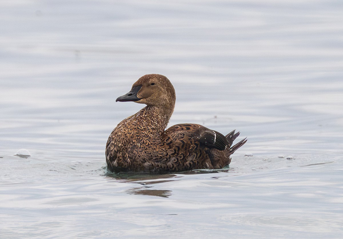 King Eider - ML645284481