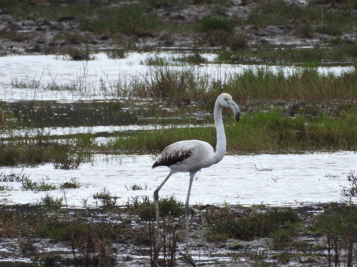 Greater Flamingo - ML645284482