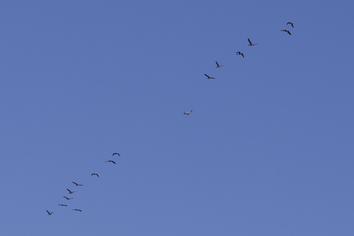 Canada Goose - ML645284483