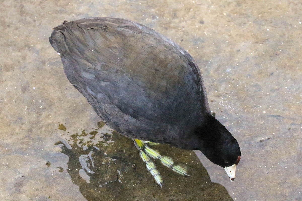 American Coot - ML645284484