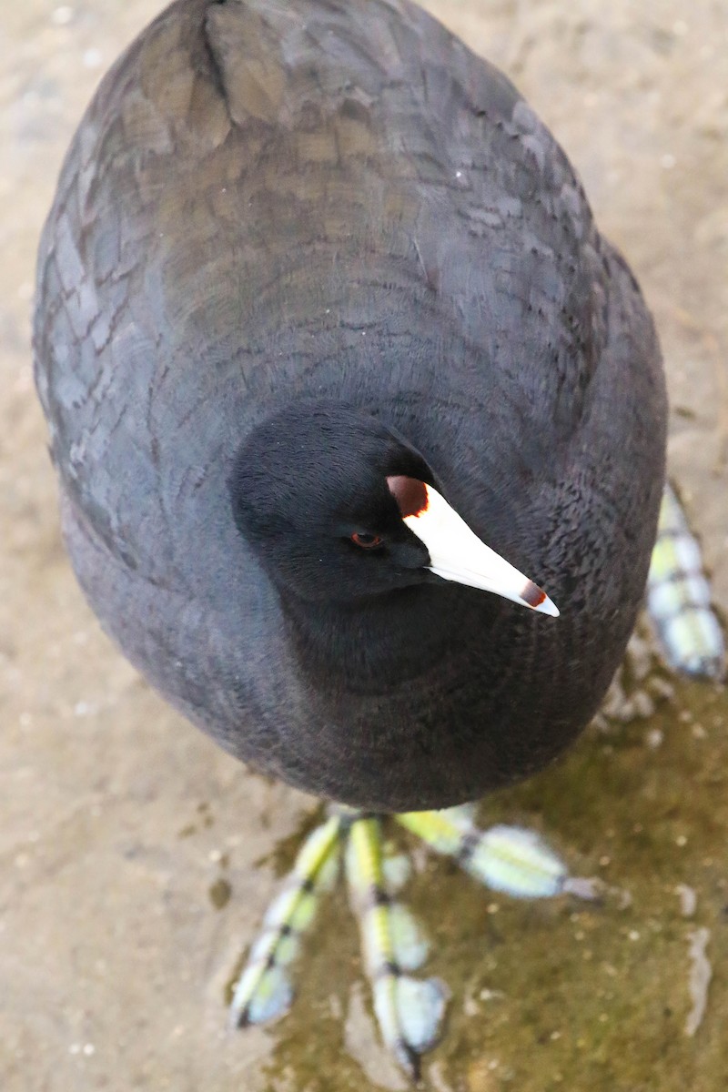 American Coot - ML645284485