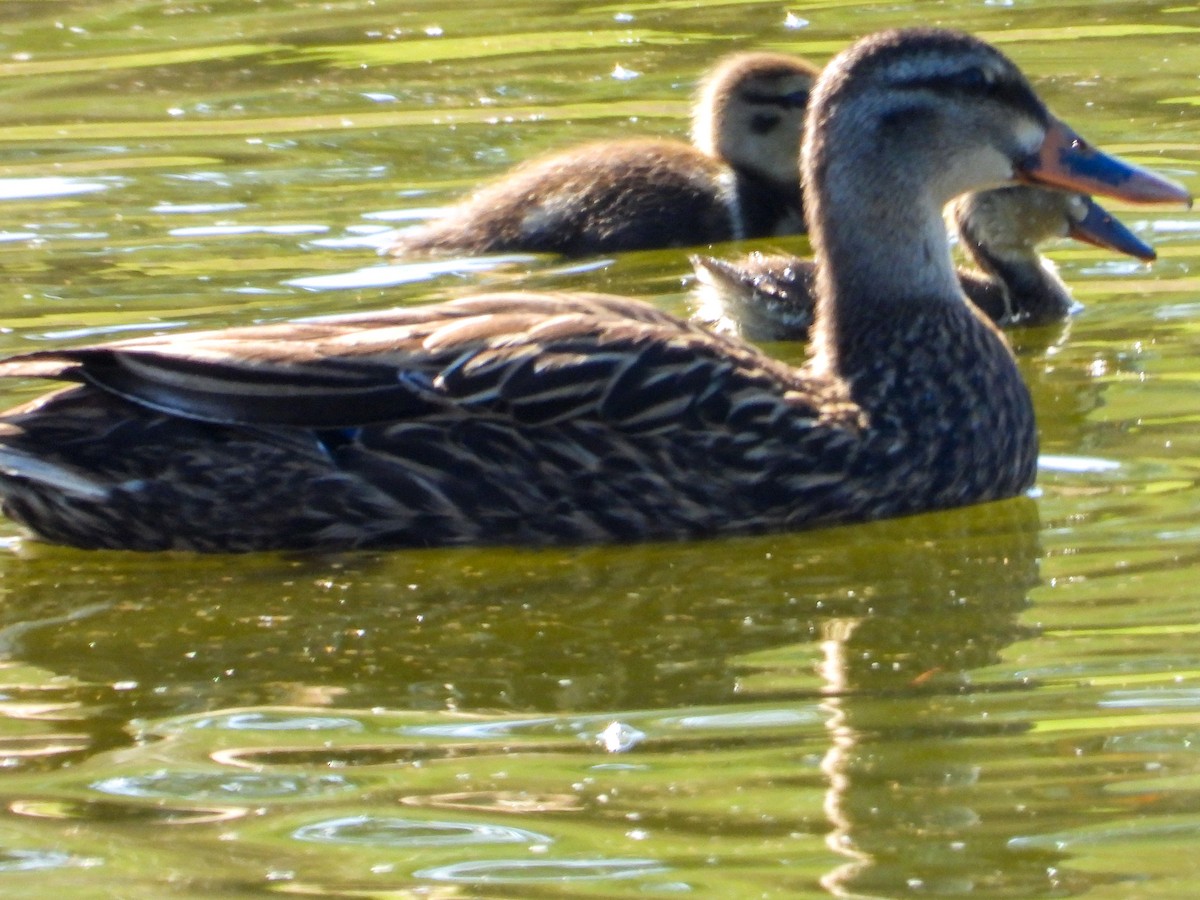 Mallard x Mottled Duck (hybrid) - ML645284488