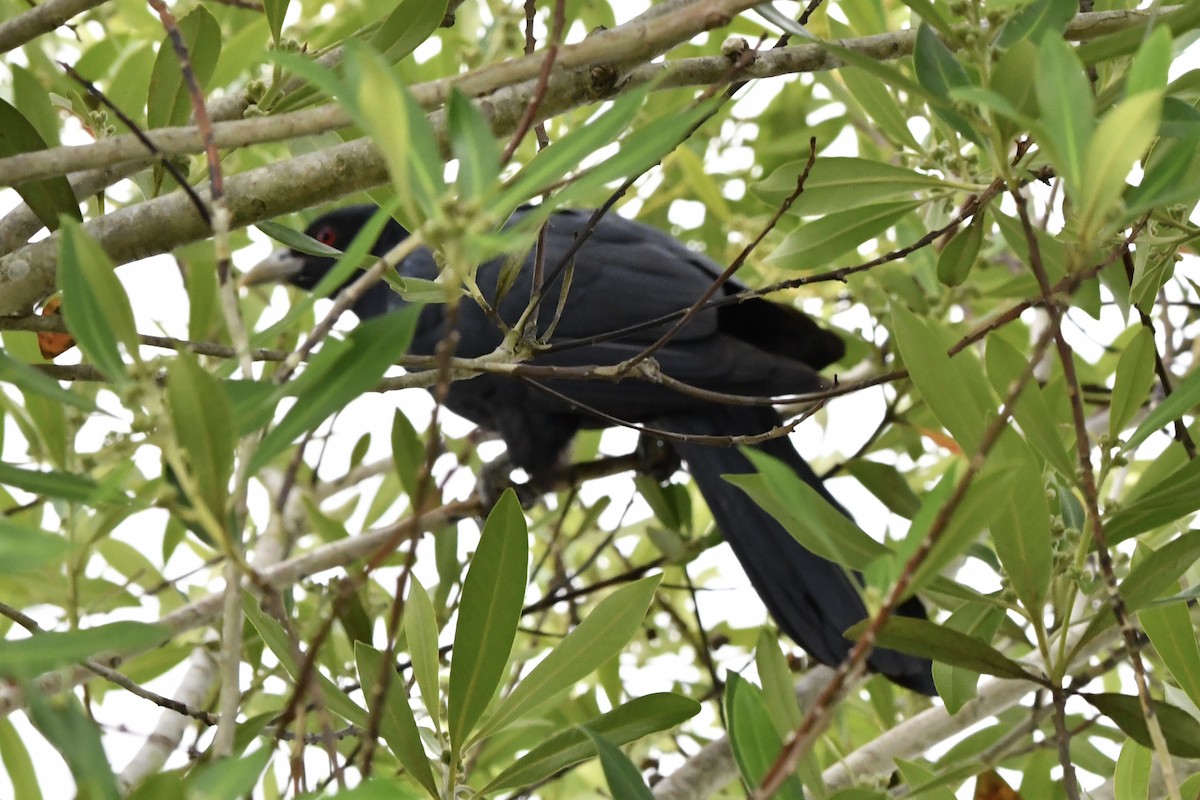 Pacific Koel - ML645284490