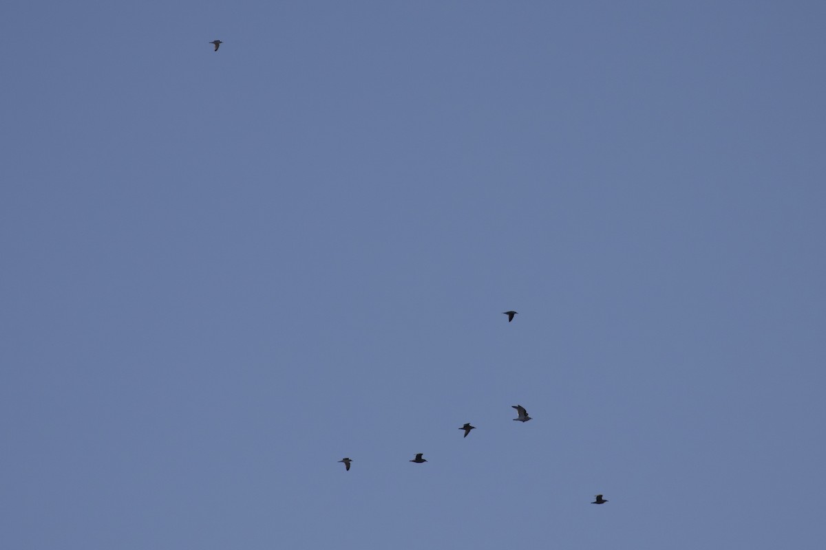 American Herring Gull - ML645284493