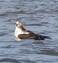 魚鷹 - ML645284494