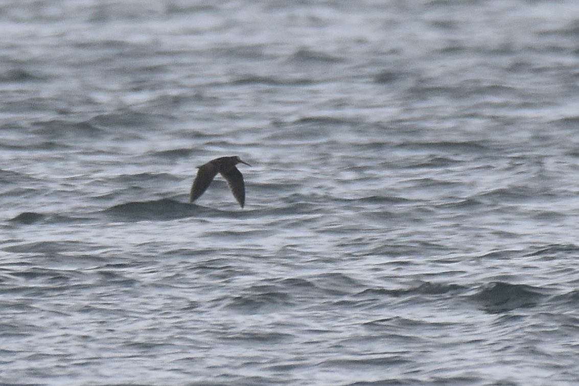 山鷸 - ML645284495