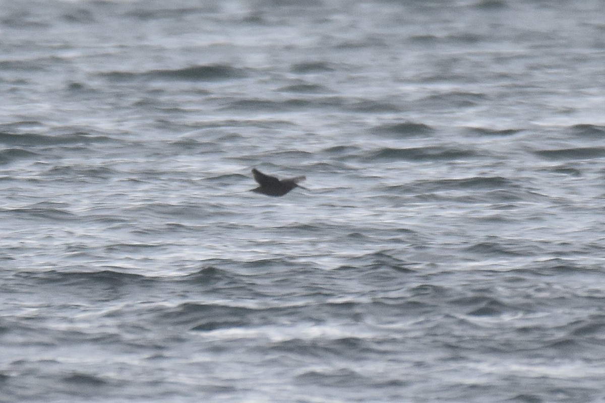 山鷸 - ML645284496