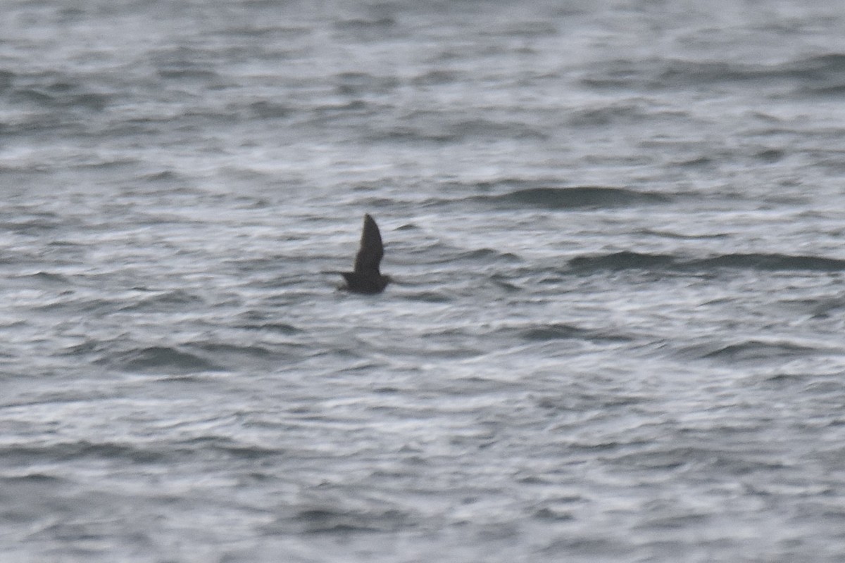 山鷸 - ML645284497