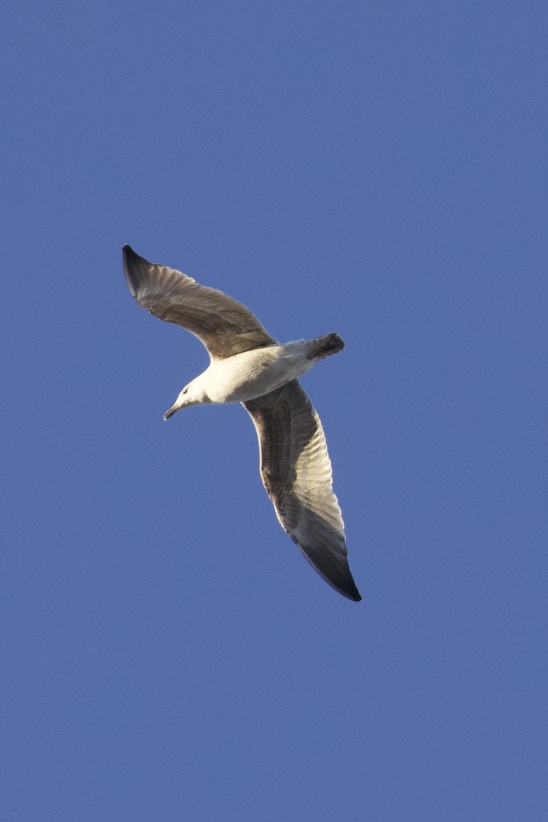 Great Black-backed Gull - ML645284498