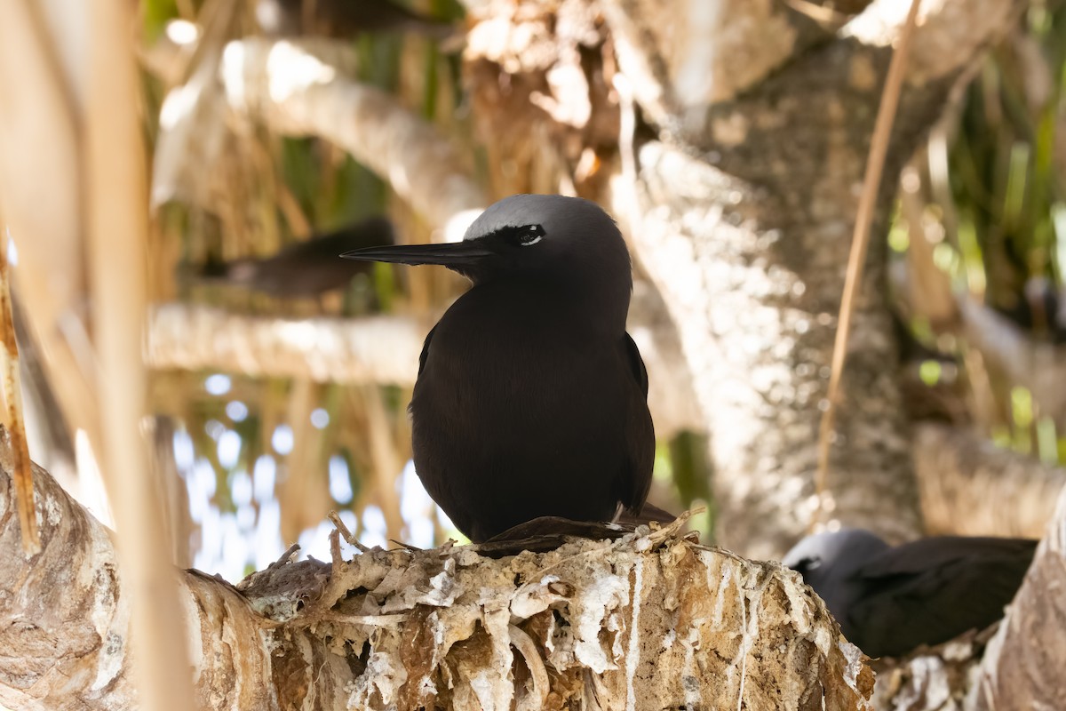 Black Noddy - ML645284500