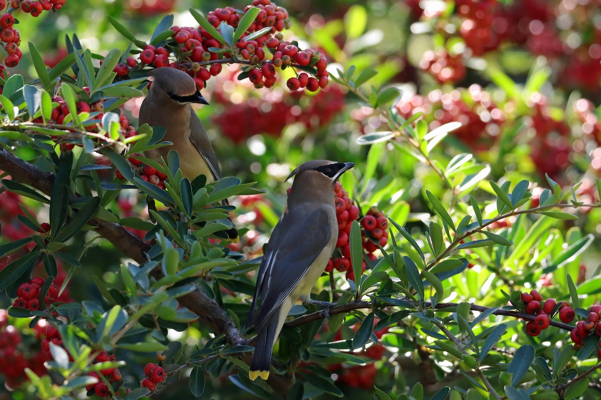 Cedar Waxwing - ML645284501