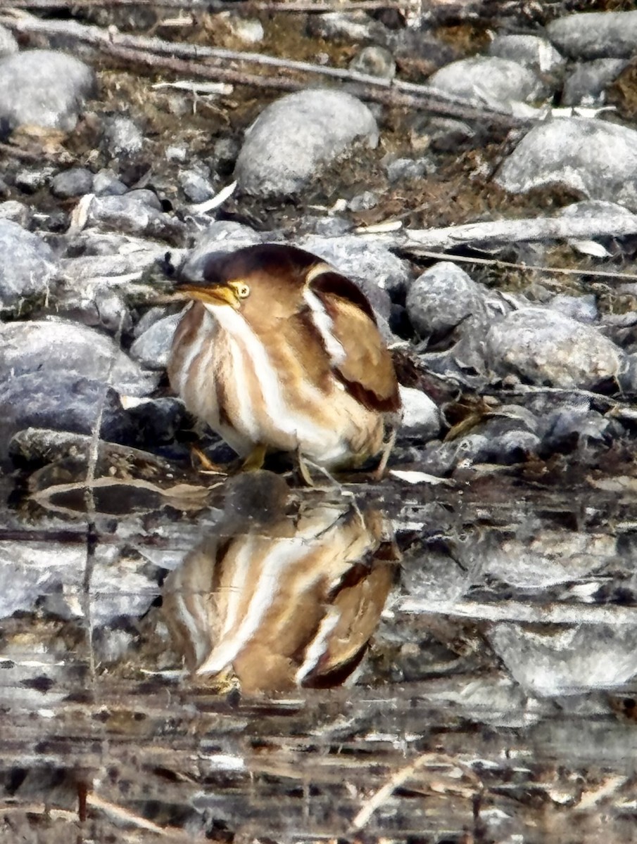 コヨシゴイ - ML645284505