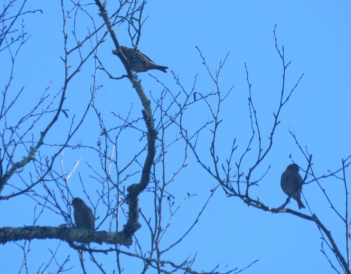 Pine Siskin - ML645284506