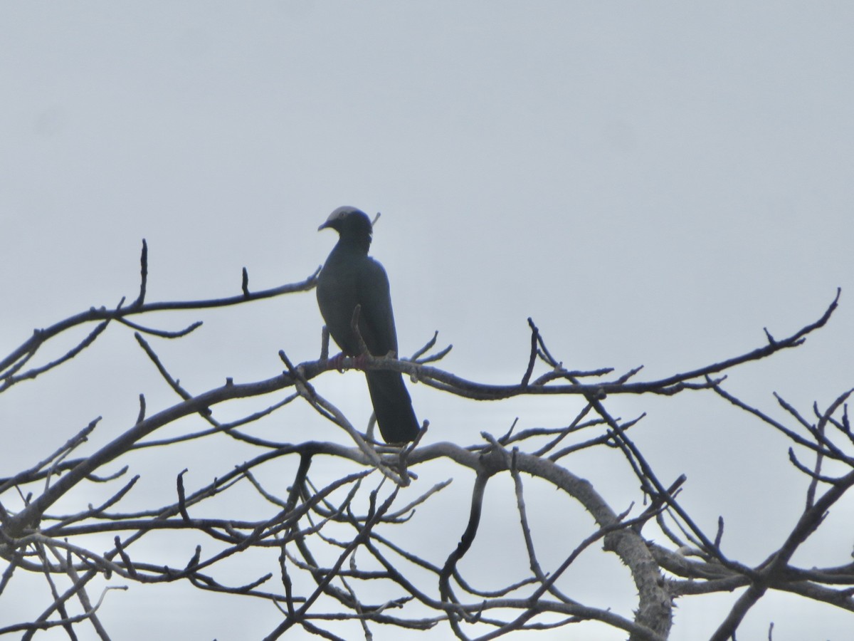 White-crowned Pigeon - ML645284517