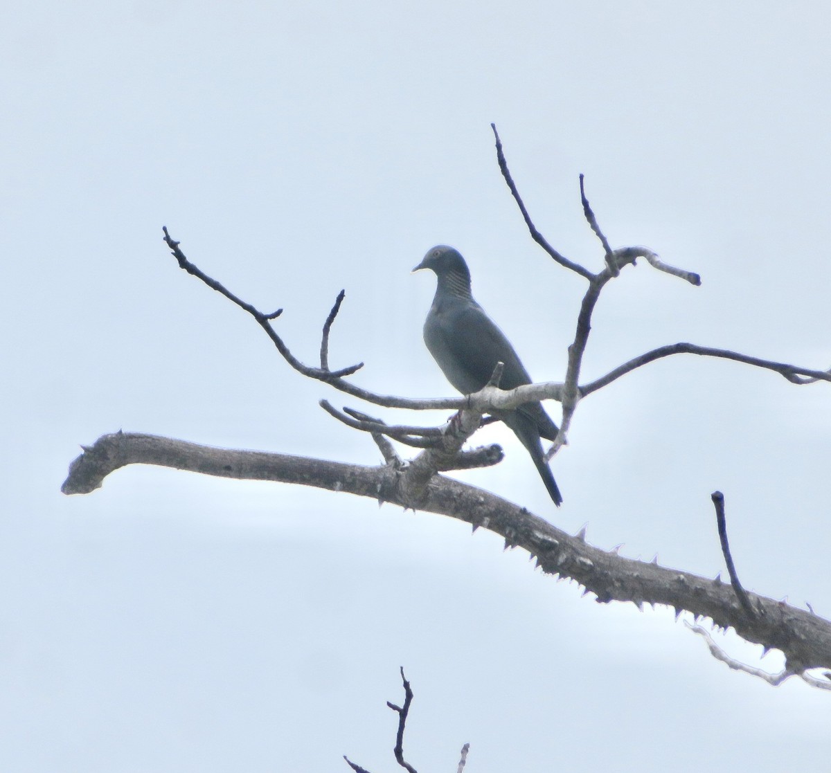 White-crowned Pigeon - ML645284518