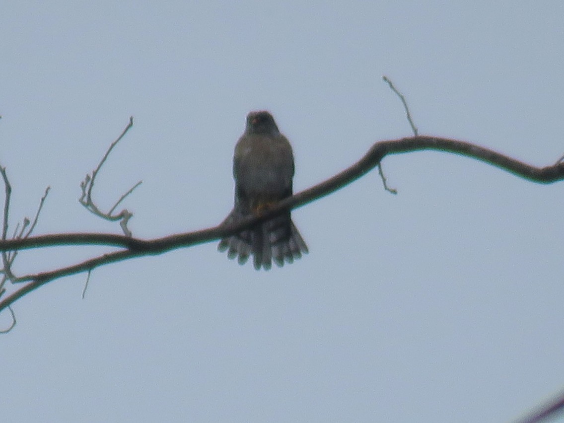 日本松雀鷹 - ML645284521