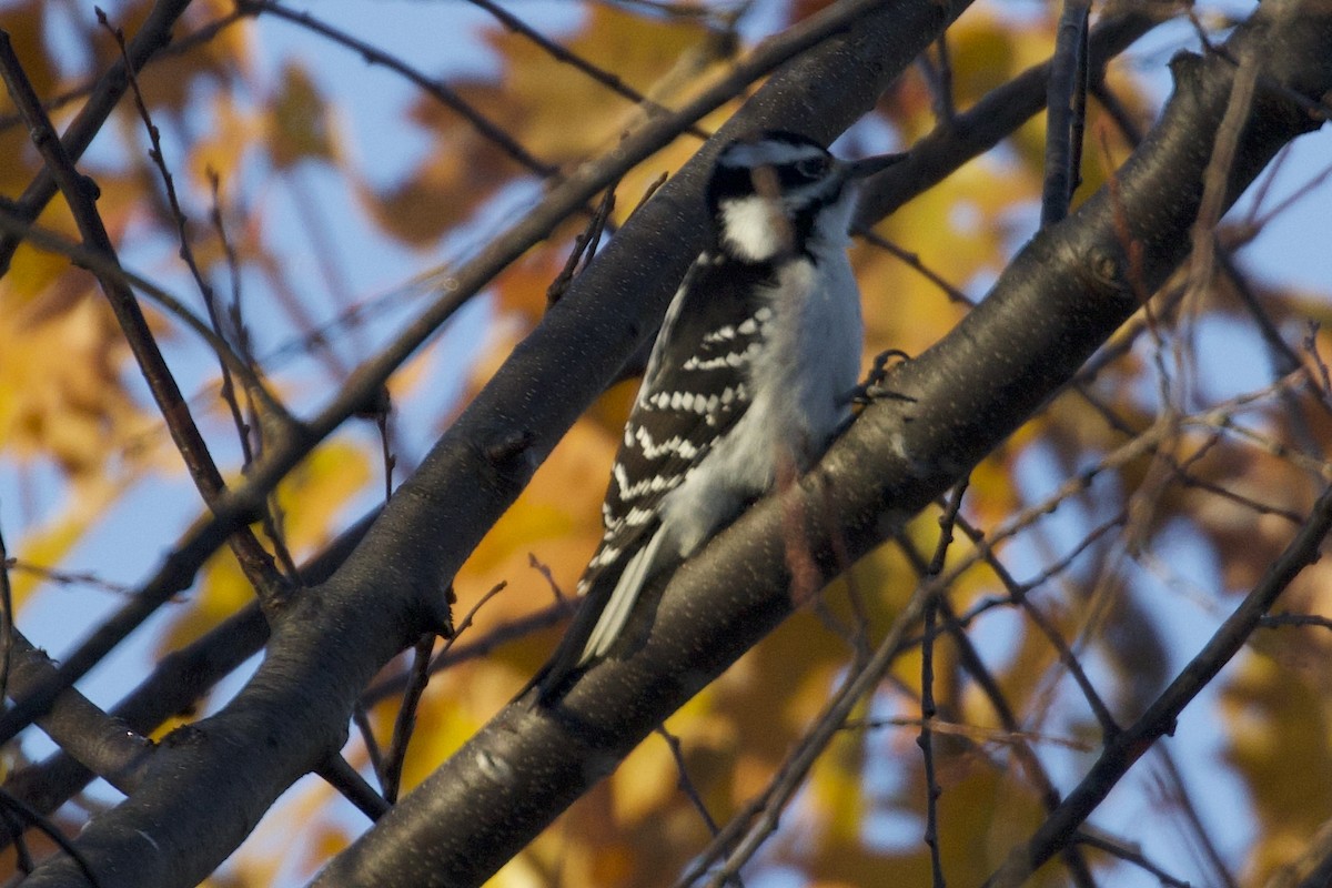 Hairy Woodpecker - ML645284523