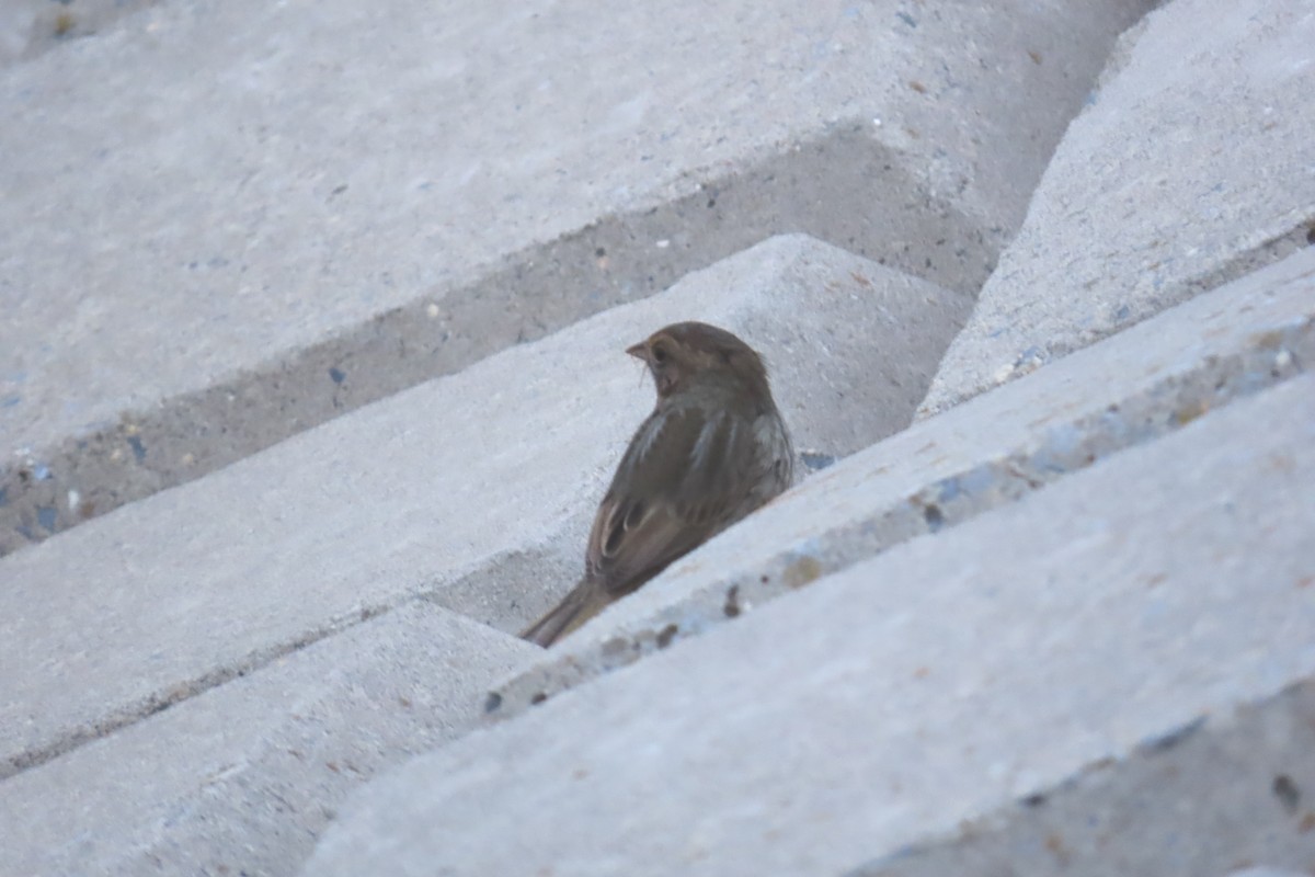 nålstjertspurv - ML645284524