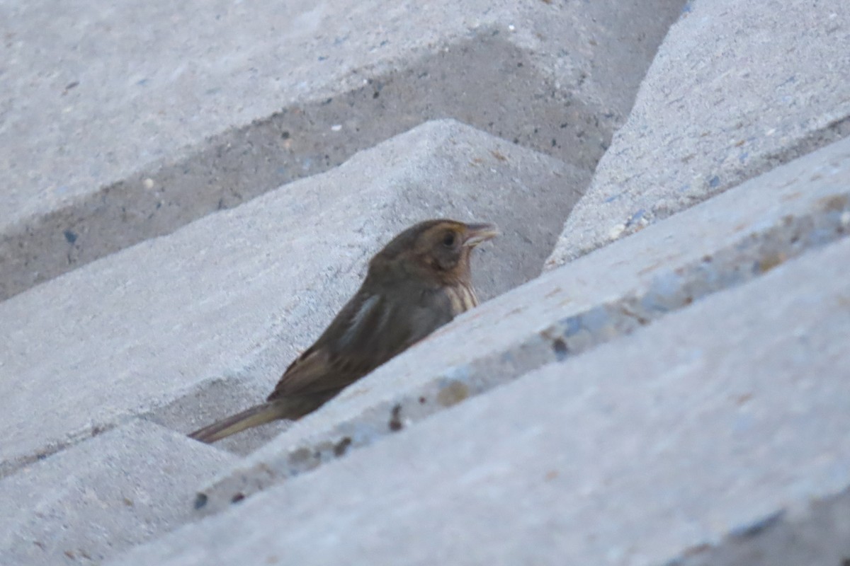 nålstjertspurv - ML645284525