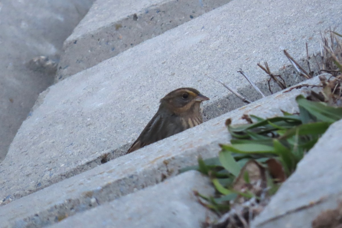 nålstjertspurv - ML645284526