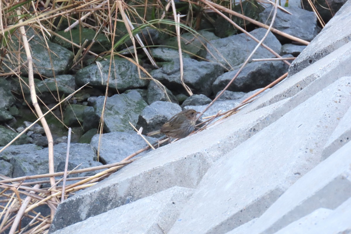 nålstjertspurv - ML645284527