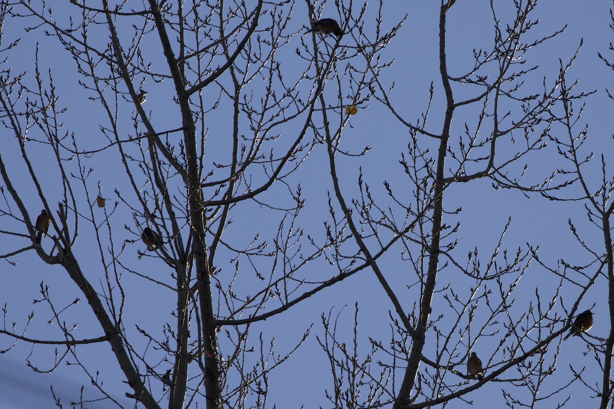 American Robin - ML645284531