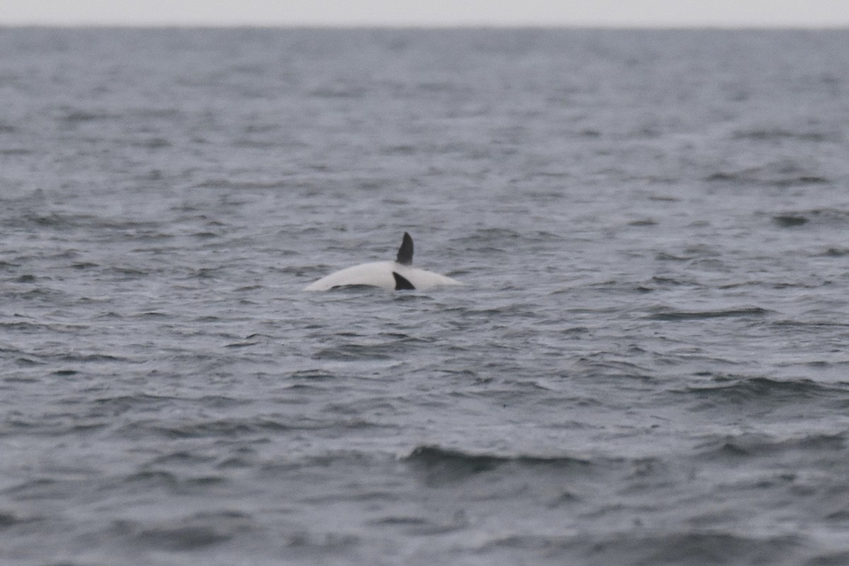 Common Scoter - ML645284532