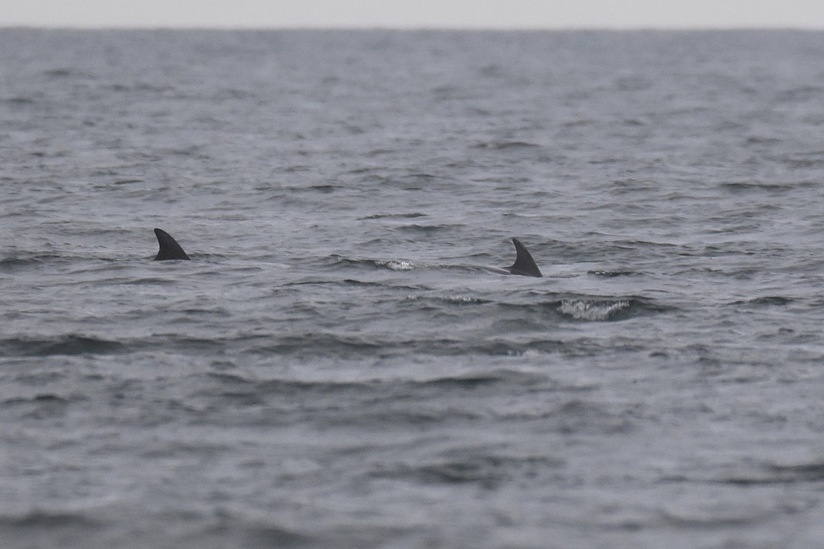 Common Scoter - ML645284533