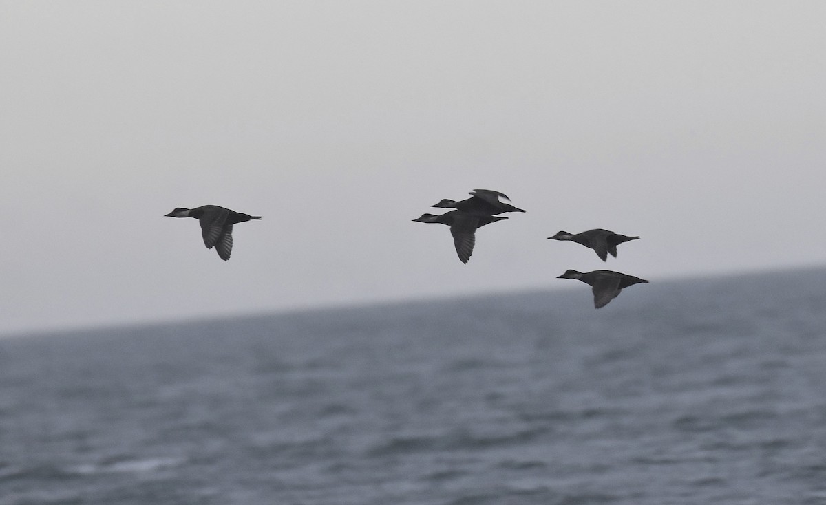 Common Scoter - ML645284534