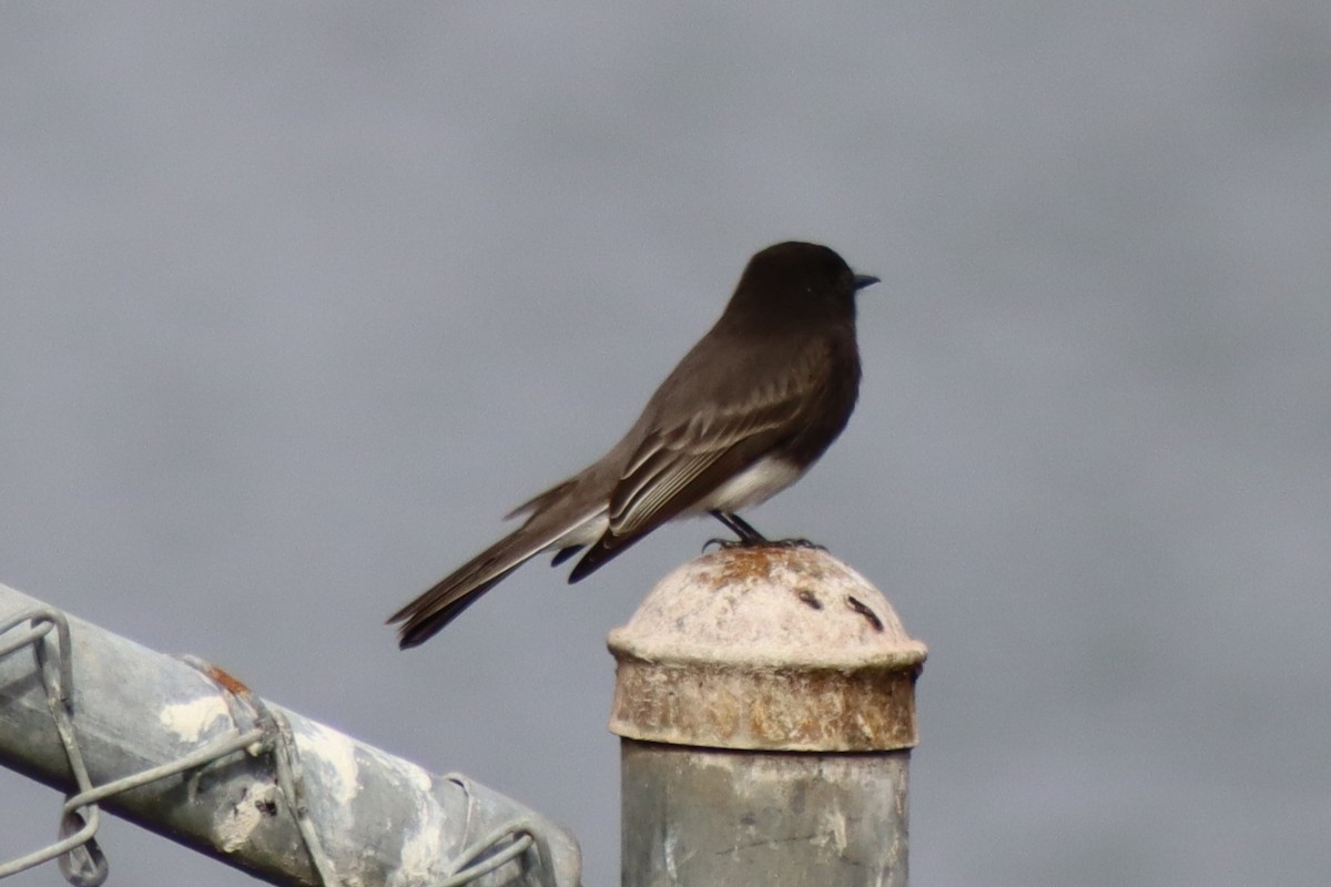 Black Phoebe - ML645284537