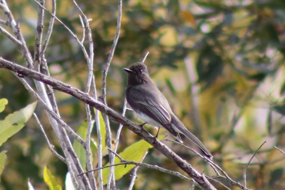 Black Phoebe - ML645284538
