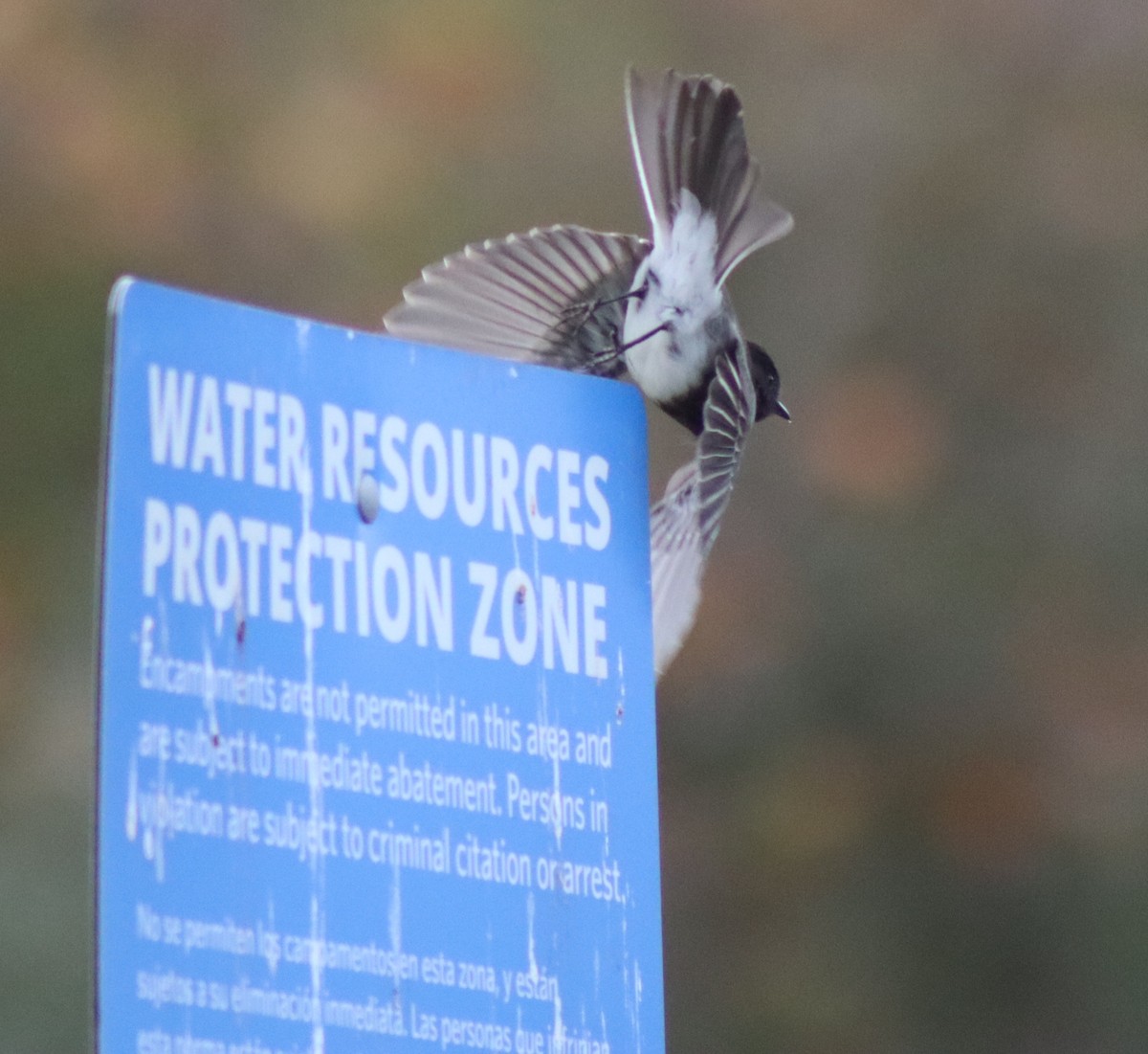 Black Phoebe - ML645284539