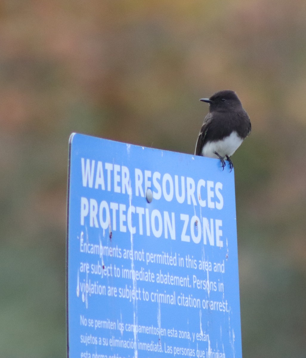 Black Phoebe - ML645284540