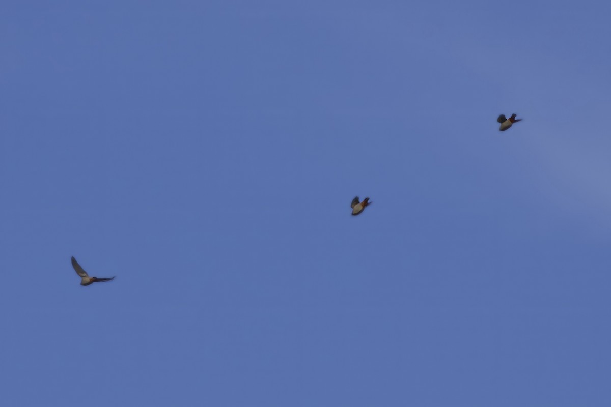 黃連雀 - ML645284542