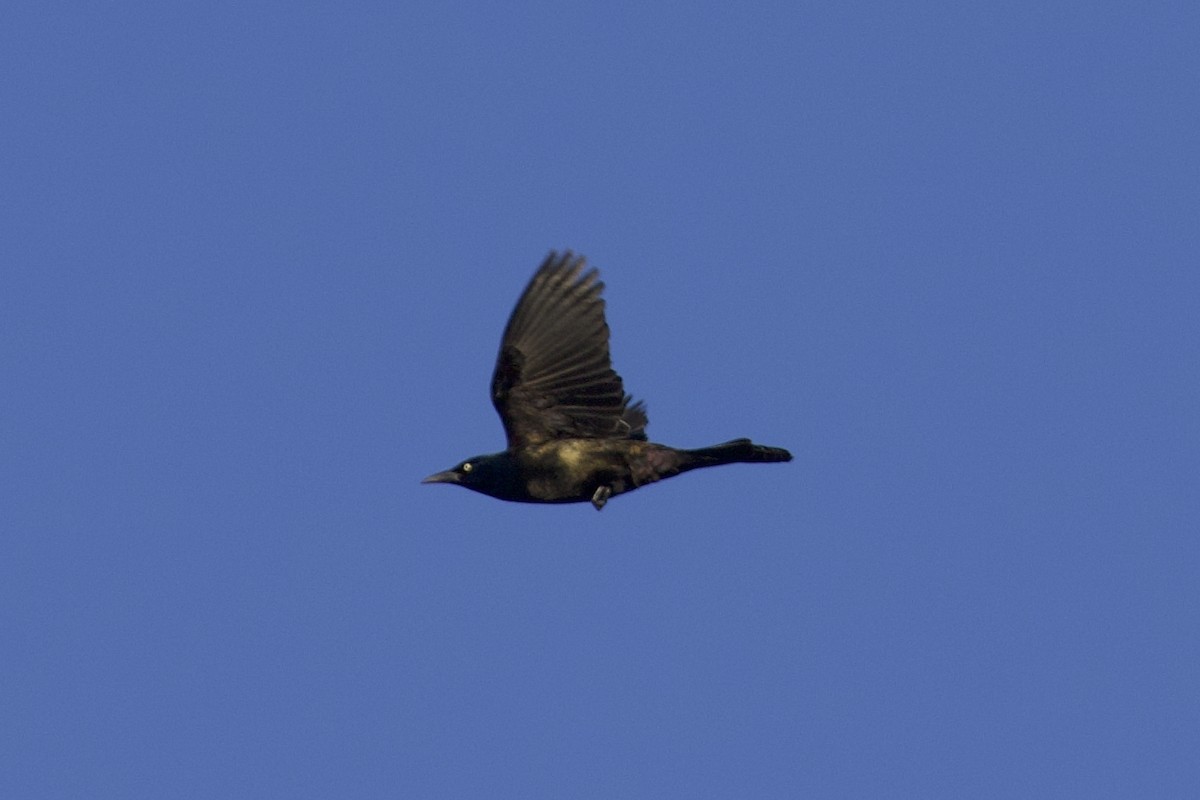 Common Grackle - ML645284551