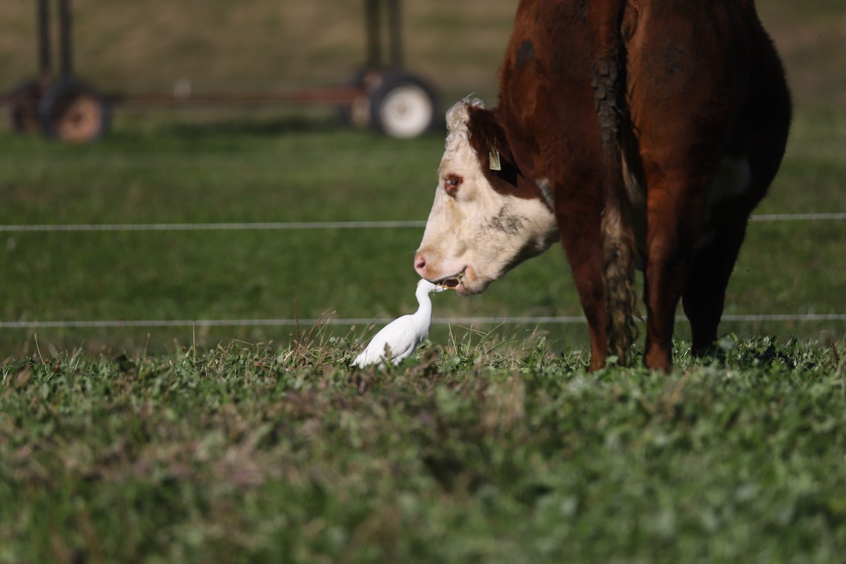 Western Cattle-Egret - ML645284554