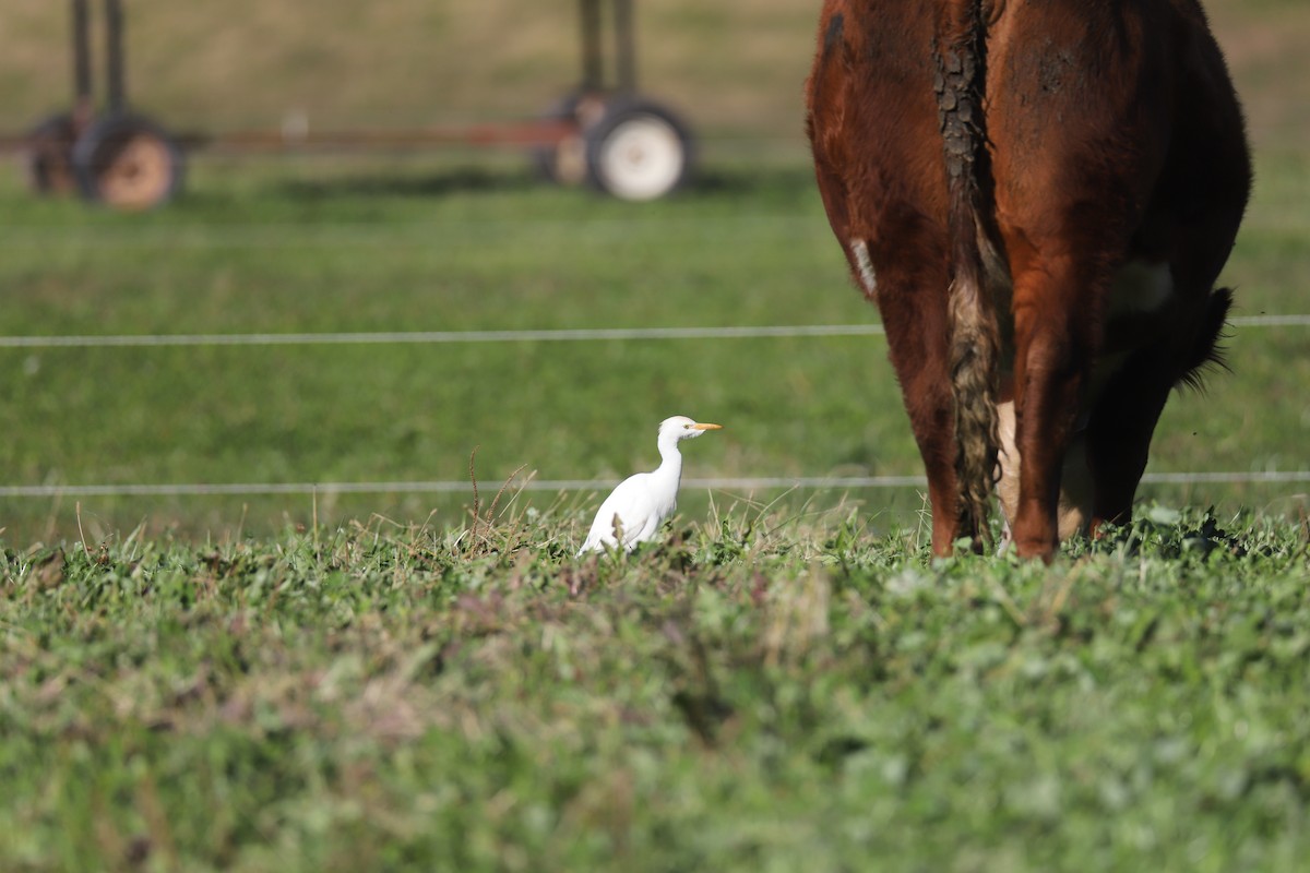 Western Cattle-Egret - ML645284555