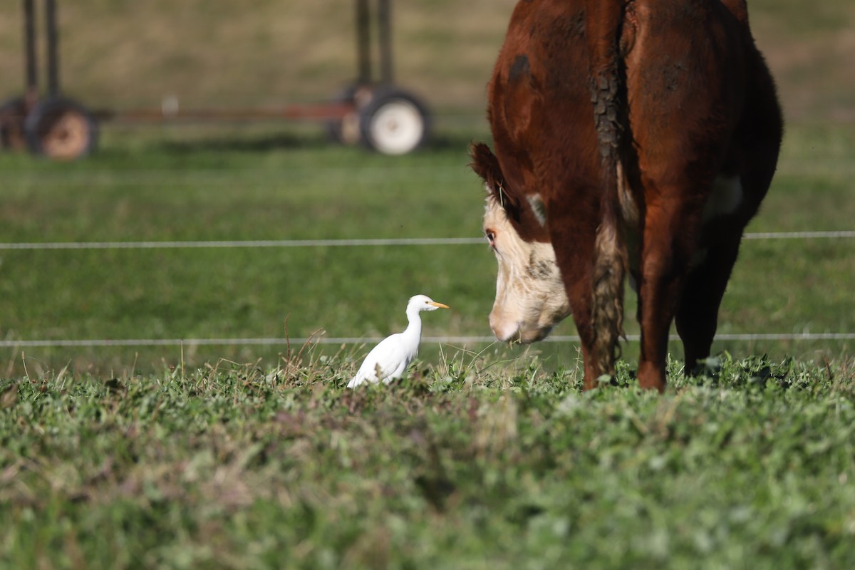 Western Cattle-Egret - ML645284556