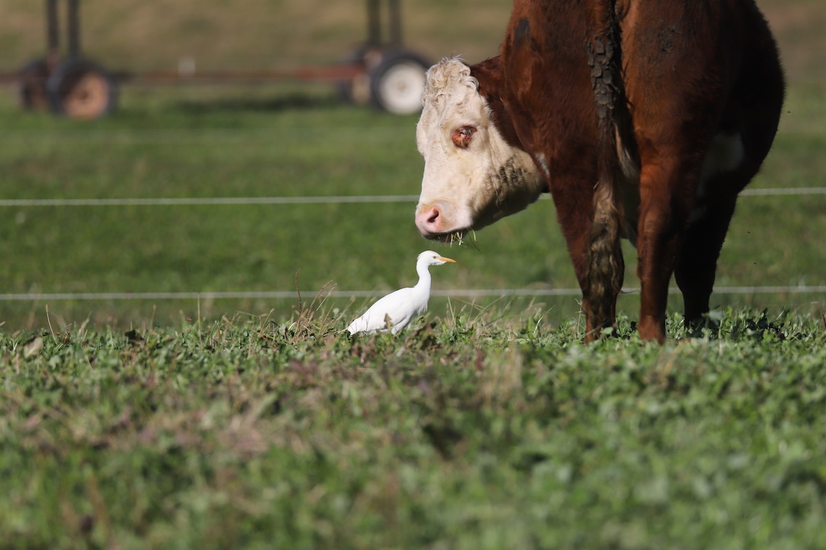 Western Cattle-Egret - ML645284557